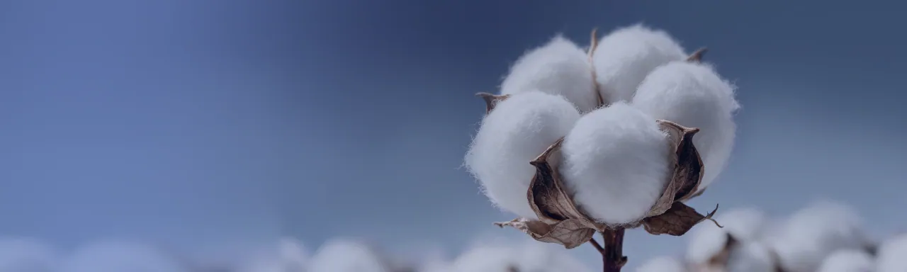 Organic cotton sanitary pads — GOTS-certified cotton topsheet manufacturer and private label supplier